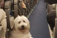 Ocho mascotas viajarán en el primer vuelo humanitario de Ucrania a Ecuador