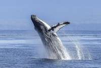Arranca la temporada de avistamiento de ballenas jorobadas en Puerto López