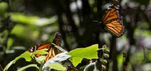 El Capul&iacute;n y La Mesa, en el Estado de M&eacute;xico, y El Rosario y Sierra Chincua, en Michoac&aacute;n, son los principales santuarios de la mariposa monarca en M&eacute;xico.