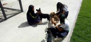 En Riobamba, 400 mascotas rescatadas encontraron un hogar