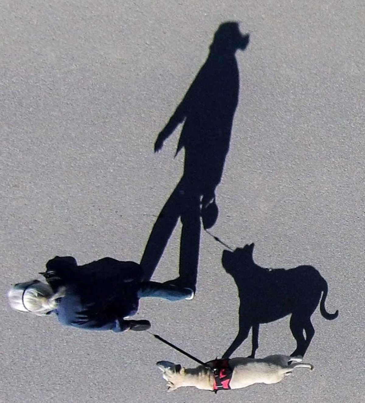 La campa&ntilde;a se realiza para evitar la sobre poblaci&oacute;n canina y perros abandonados. Foto: Archivo