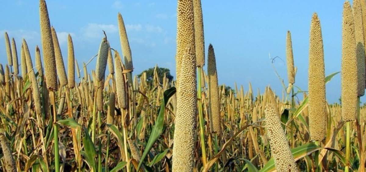 El Pennisetum glaucum crece r&aacute;pidamente en suelos pobres y con muy poca agua.