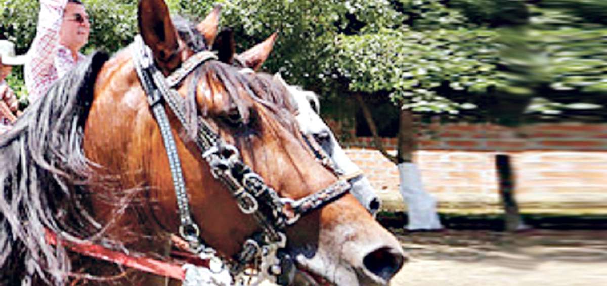Rodeo montuvio fue parte de la reactivaci&oacute;n de Pedernales