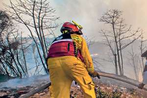 Al menos 15 animales murieron en incendios (Galer&iacute;a)