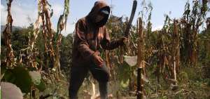 Las labores en el campo se mantienen con normalidad. Los agricultores buscan alternativas para vender de forma directa sus productos, sin intermediarios.