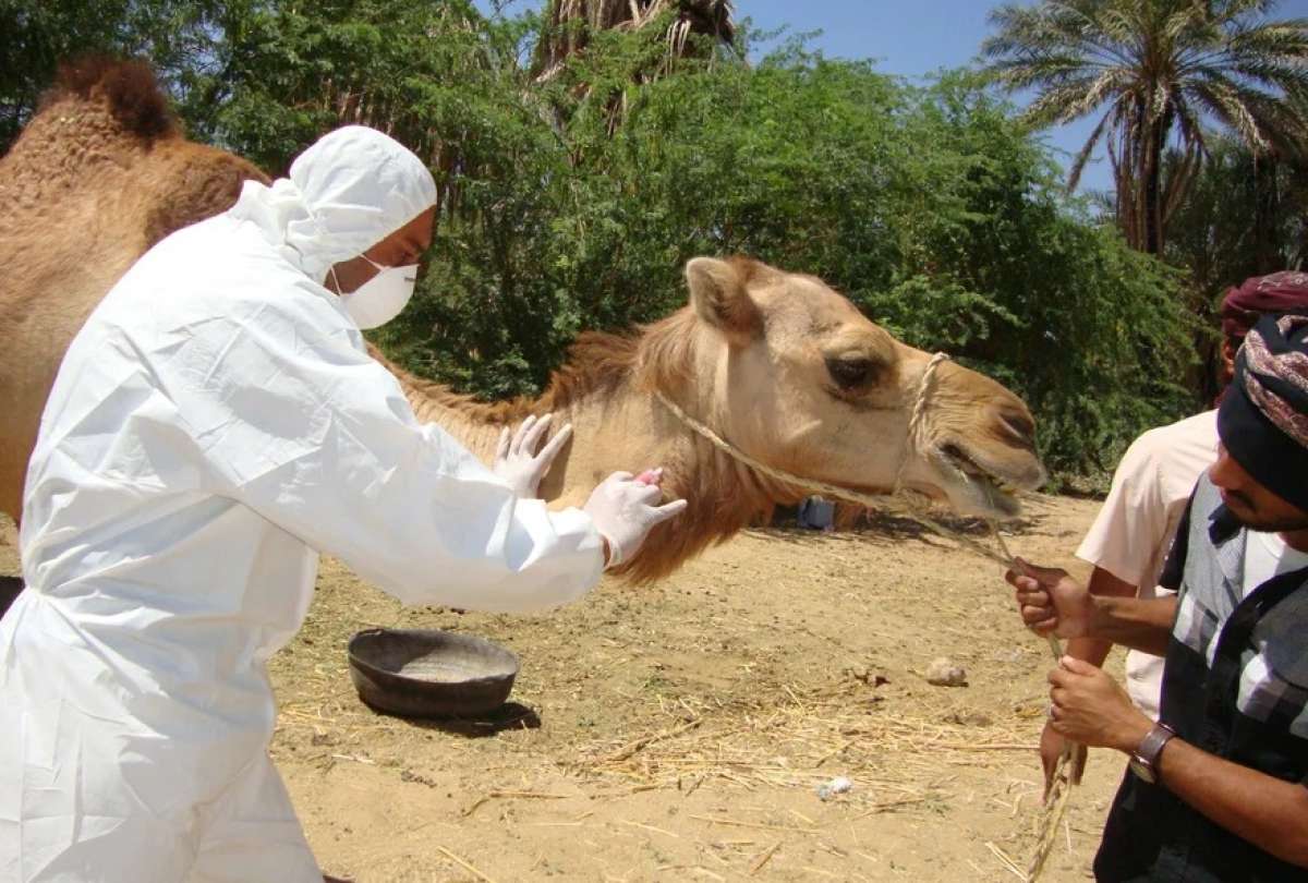 El 'virus del camello' podría esparcirse por el mundo