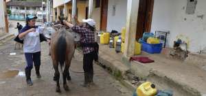 Despu&eacute;s de caminar largas distancias, las comerciantes llegan al centro de la parroquia Shaglli para vender la leche. Los encargados de acopiarla les pagan $ 0,35 por el litro deLproducto que extraen de sus animales. 
