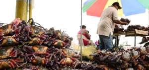 Los miembros de la asociaci&oacute;n se encargan de la captura y venta de los cangrejos.