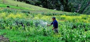 La iniciativa se desarroll&oacute; por medio de los componentes de producci&oacute;n agropecuaria y fortalecimiento organizativo y de capacitaci&oacute;n.    
