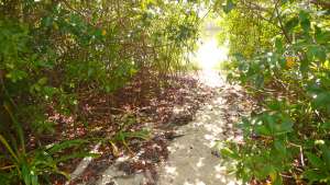 Manglar la Boca, un para&iacute;so natural en Manab&iacute;