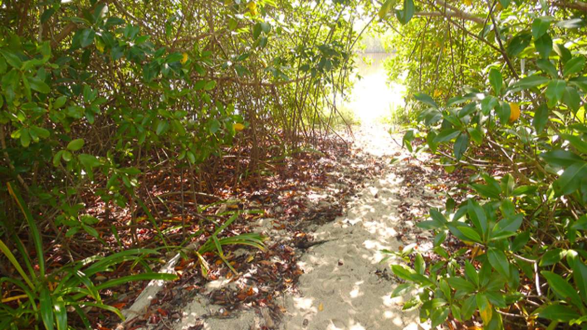 Manglar la Boca, un para&iacute;so natural en Manab&iacute;