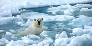 El calentamiento global ha provocado el derretimiento de glaciares polares que afectan a las especies nativas. 