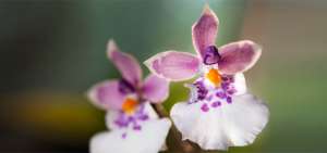 En el Jard&iacute;n Bot&aacute;nico de Quito, ubicado en el parque La Carolina, se exhiben varias especies de orqu&iacute;deas nativas de los Andes.