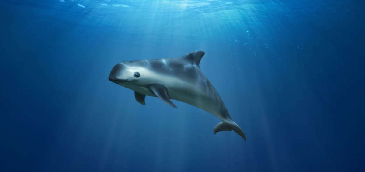 La vaquita marina se encuentra en peligro cr&iacute;tico de extinci&oacute;n