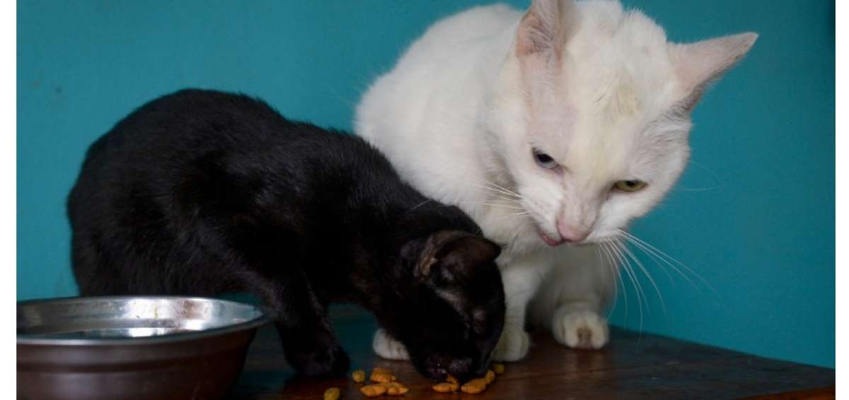Los animales totalmente negros o blancos son considerados "puros", por ello se cree que los rituales tienen m&aacute;s fuerza.
