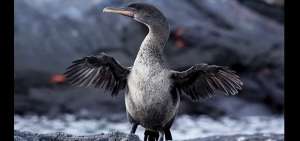 Censo registra 1.940 ping&uuml;inos y 2.290 cormoranes no voladores en Gal&aacute;pagos