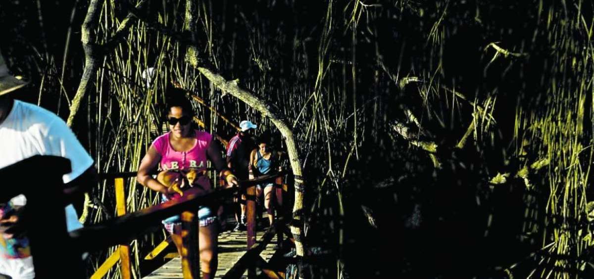 San Jacinto revive su manglar con apoyo