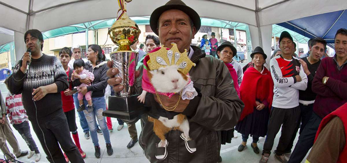 A m&aacute;s del reconocimiento de todos los habitantes de la parroquia, los criadores de ejemplares ganadores recibieron trofeo, corona y m&aacute;s premios.    