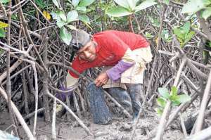 La concha es el principal sustento de los habitantes de la parroquia Costa Rica, por ello tratan de proteger a los manglares de la zona. Foto: Fabricio Cruz.