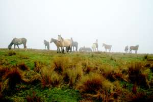 Los Llanganates, un refugio natural que conviene visitar