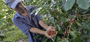 La UNL trabajar&aacute; en la investigaci&oacute;n del caf&eacute; lojano para otorgar a los productores y comercializadores todos los insumos del producto.