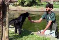 Los encargados del zológico ayudaron a los animales para tomar el helado.