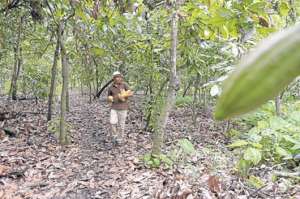 El cacao fino de aroma conocido como &lsquo;Arriba&rsquo;, es considerado el mejor del mundo, pero de su proceso depende el sabor del chocolate. Foto: Karly Torres