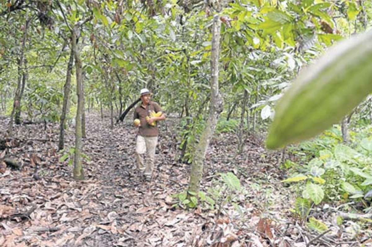 El cacao fino de aroma conocido como &lsquo;Arriba&rsquo;, es considerado el mejor del mundo, pero de su proceso depende el sabor del chocolate. Foto: Karly Torres