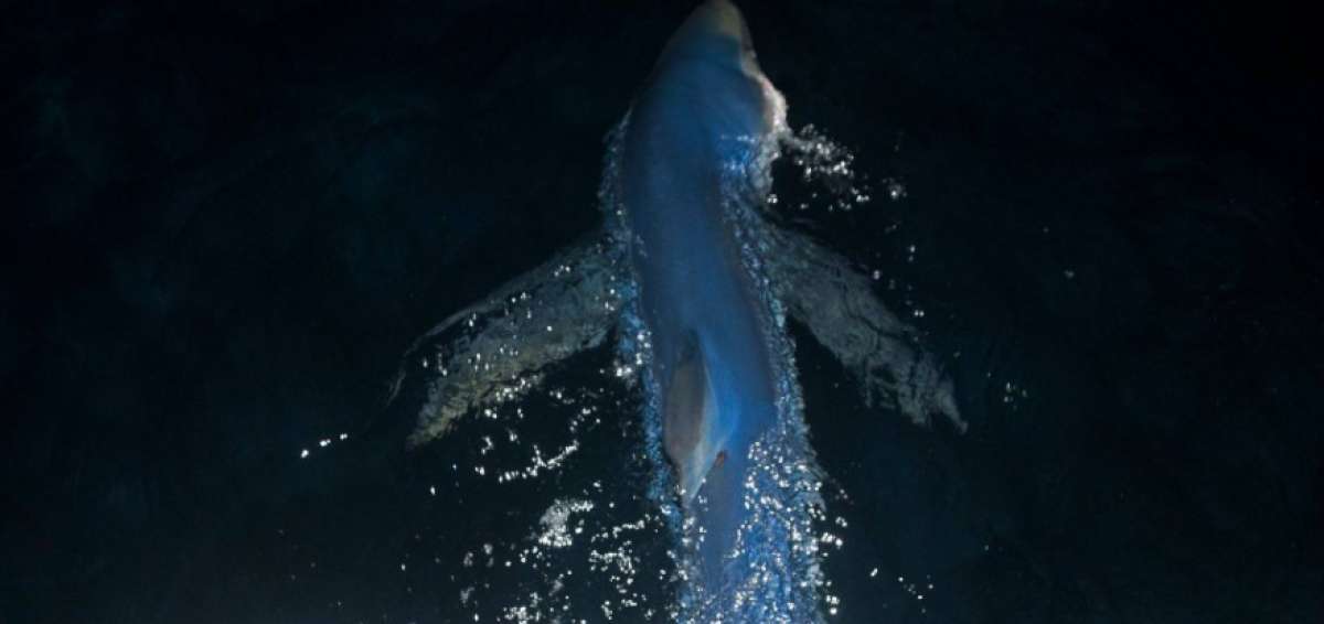 El tibur&oacute;n azul (Prionace glauca) se encuentra en la categor&iacute;a de especie "casi amenazada" de la Uni&oacute;n Internacional para la Conservaci&oacute;n de la Naturaleza (UICN), debido a su masiva pesca con fines comerciales.