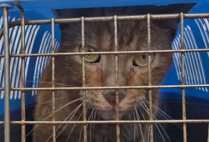 Diamante regres&oacute; de las cenizas: hallan con vida a gato atrapado tras incendio en Guayaquil