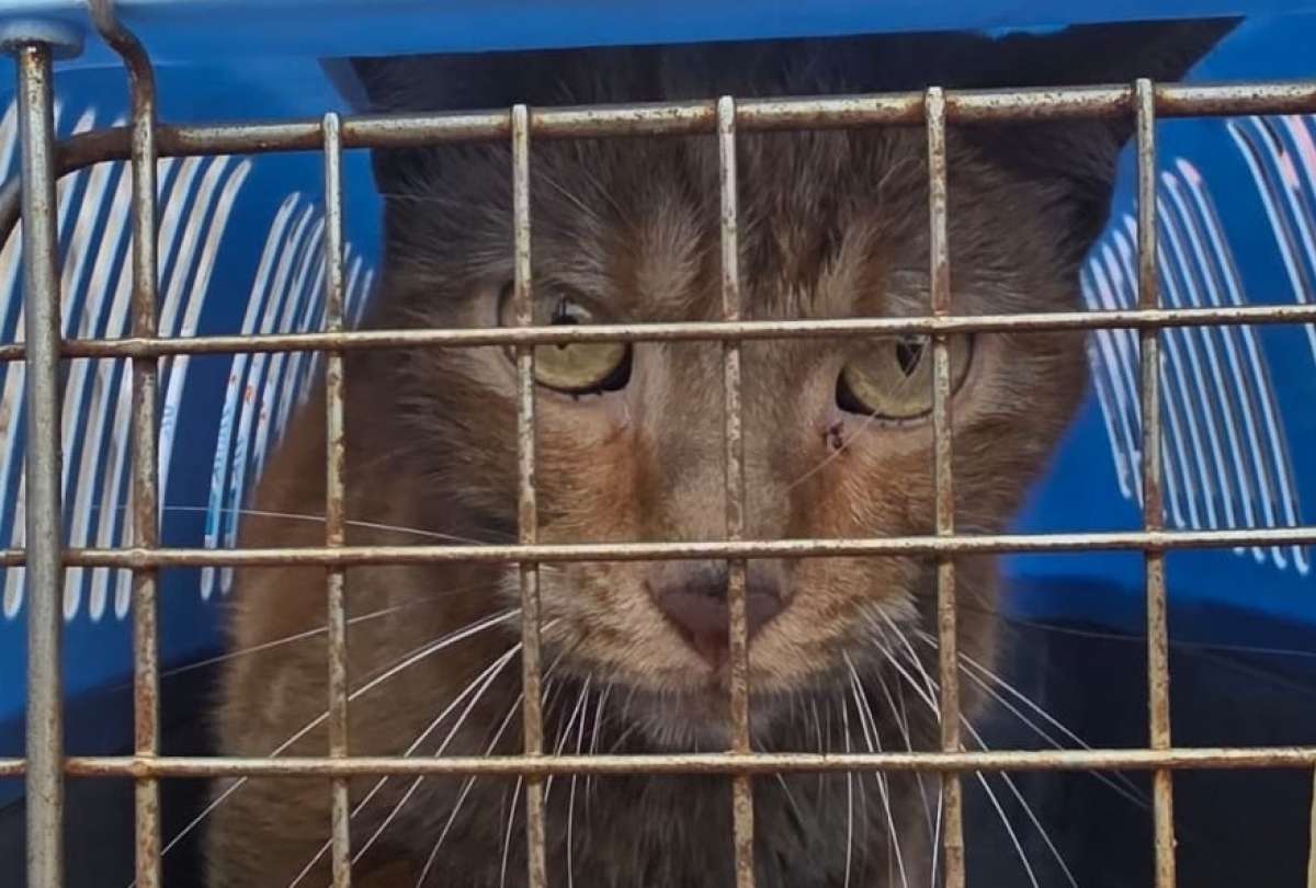 Diamante regres&oacute; de las cenizas: hallan con vida a gato atrapado tras incendio en Guayaquil