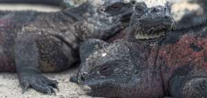 Las Gal&aacute;pagos son las islas mejor conservadas del mundo. El 95% de su flora y fauna es nativa y end&eacute;mica.