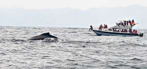 Mintur plantea reglamentos y recomendaciones durante el avistamiento de ballenas