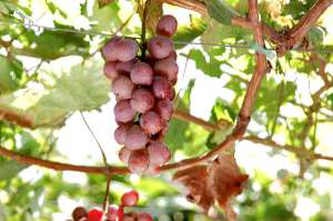 La cosecha de la uva de Pura Vida se realiza a partir del segundo semestre del a&ntilde;o, cuando la fruta chilena escasea. Foto: Cortes&iacute;a Agr&iacute;cola Pura Vida
