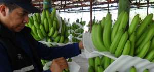 Ecuador lidera la exportaci&oacute;n mundial de banano con una venta de aproximadamente 69&rsquo;345.990 t desde 2014 hasta noviembre de 2019.