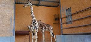 La pareja de jirafas lleg&oacute; el 25 de mayo a Loja. Su alimentaci&oacute;n consiste en heno, balanceado de caballo, as&iacute; como legumbres frescas y mucha agua.