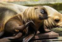Galapagos: 11 cachorros de lobo marinos aparecen muertos