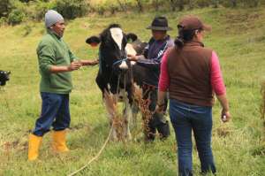 Vacunan a 300 bovinos en comunidad