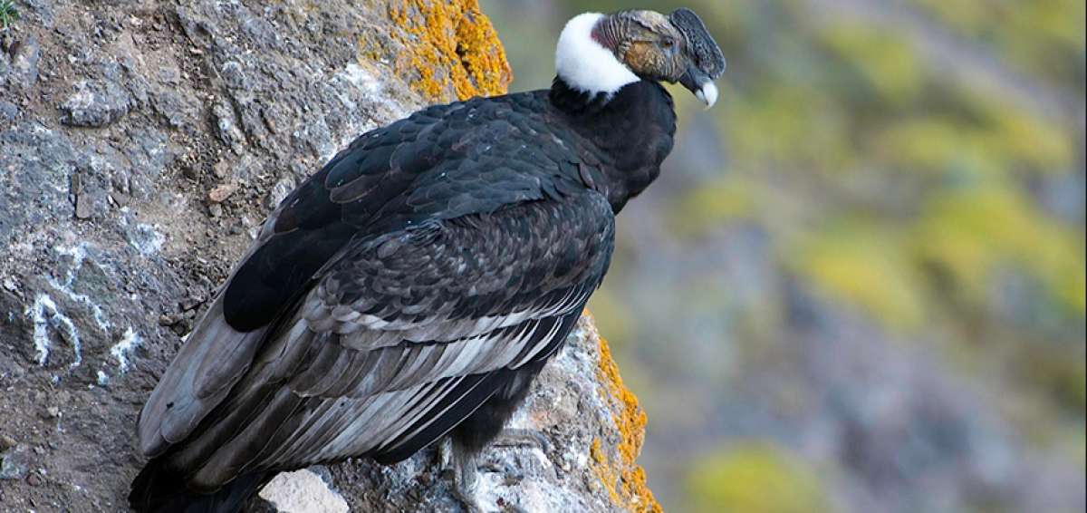 Protecci&oacute;n del c&oacute;ndor ser&aacute; analizada