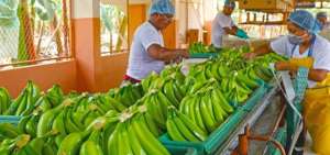 Banano de exportaci&oacute;n tendr&aacute; nuevo esquema de precios para 2021
