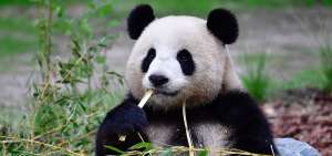 La Base de Crianza de Pandas, de 60.000 hect&aacute;reas, ha sido adecuada con espacios artificiales y bosques de bamb&uacute; para que los animales se desarrollen.  