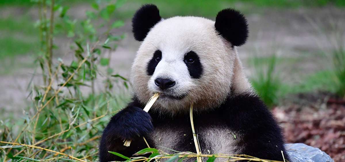 La Base de Crianza de Pandas, de 60.000 hect&aacute;reas, ha sido adecuada con espacios artificiales y bosques de bamb&uacute; para que los animales se desarrollen.  