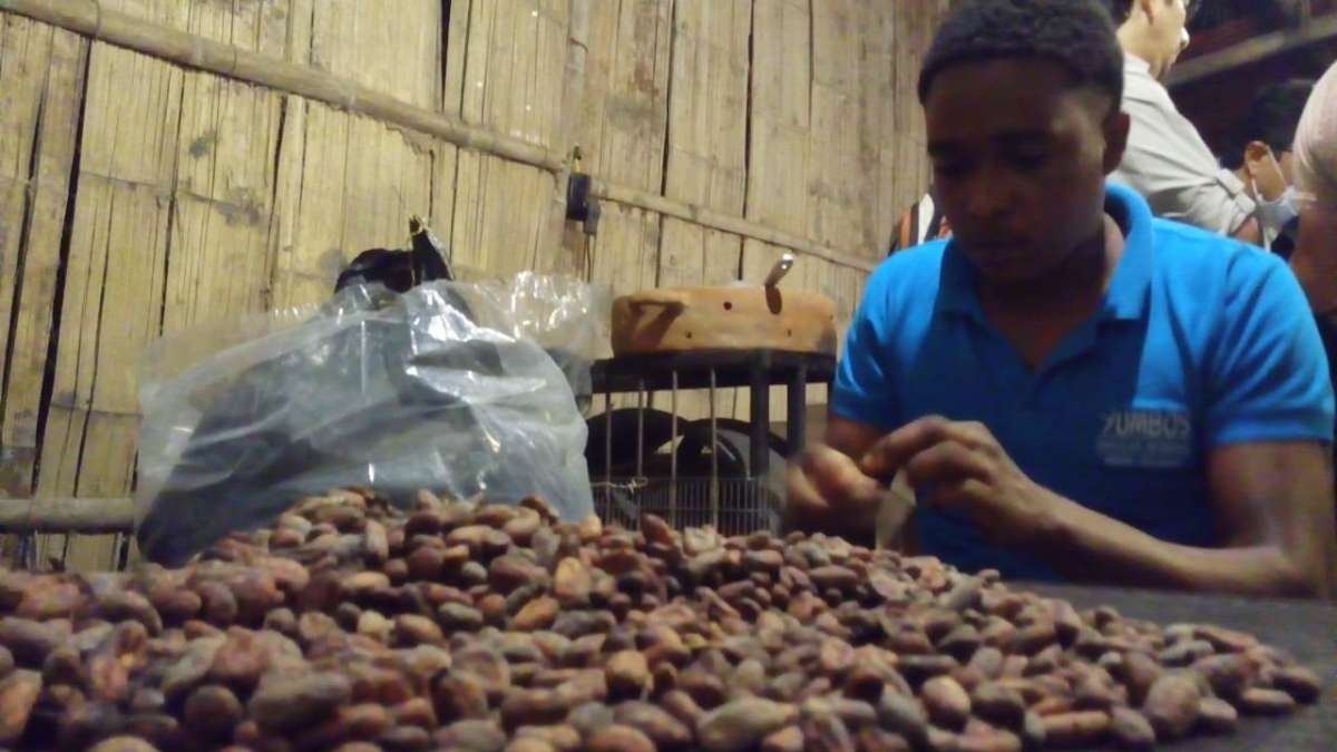Selecci&oacute;n de cacao 