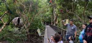 En el Parque Hist&oacute;rico, ubicado en el cant&oacute;n Samborond&oacute;n, habitan 23 tipos de aves.  