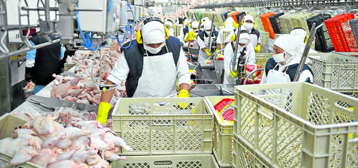 La planta Pronaca, ubicada en el cant&oacute;n Bucay, provincia de Guayas, faena 28 millones de pollos al a&ntilde;o.  