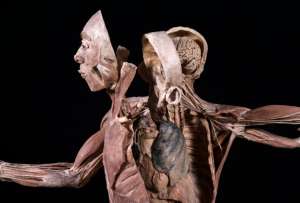Bodies: una exhibici&oacute;n que muestra al cuerpo humano por dentro