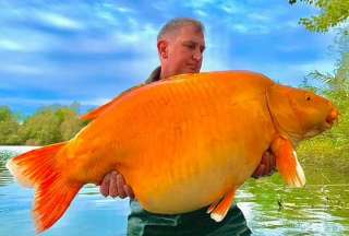 El pez de tamaño descomunal fue capturado en un río de Francia. 