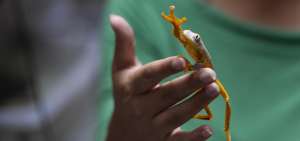 Una de las especies que Ecuador exporta es la conocida como diablito (Dendrobates sylvaticus). En Canad&aacute; y Alemania son mascotas.