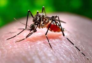 El virus zika se manifiesta hasta luego de 12 d&iacute;as