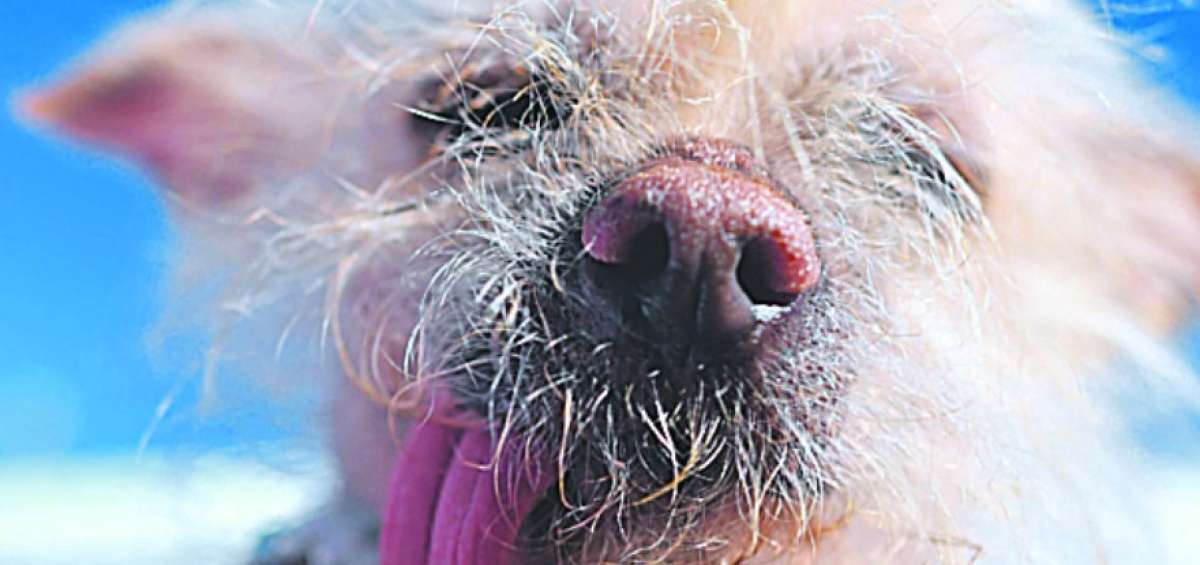 Un promedio de 64 cad&aacute;veres de animales se recogen cada semana